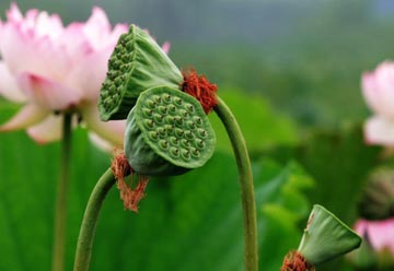 lotus, lotus nut, lotus plumule lotus, lotus nut, lotus plumule