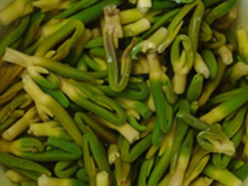 lotus, lotus nut, lotus plumule lotus, lotus nut, lotus plumule