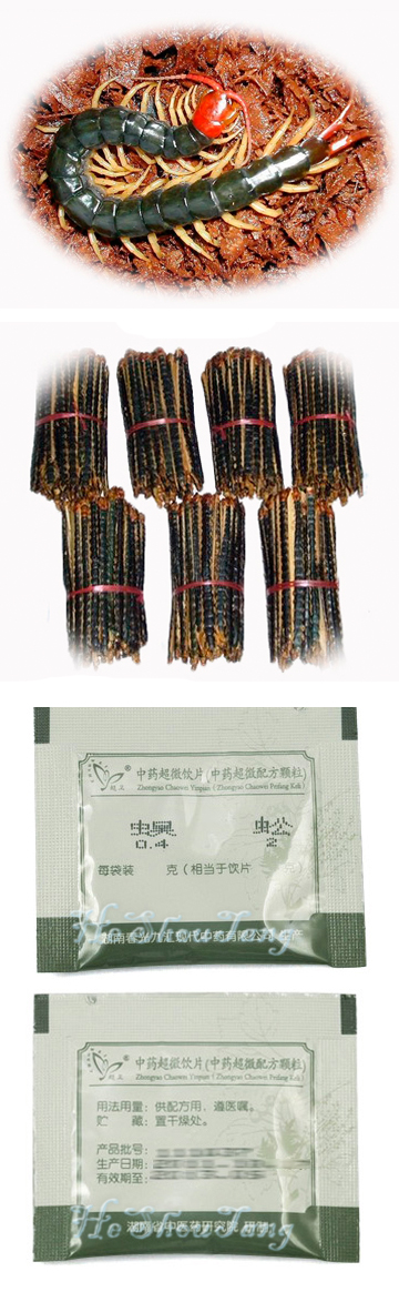 Centipede/ Scolopendra/ Wu gong Centiped, Centipede, Scolopendra, Scolopendra subspinipes, Scolopendra subspinipes Leach, Wu gong